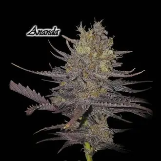 Ananda Feminized
