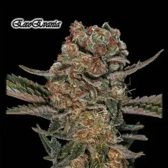 ExoEvania Feminized