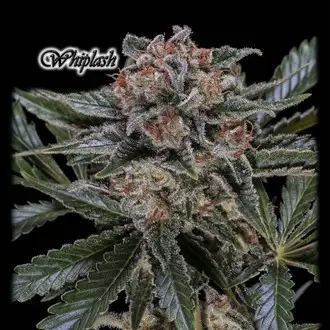 Whiplash Feminized