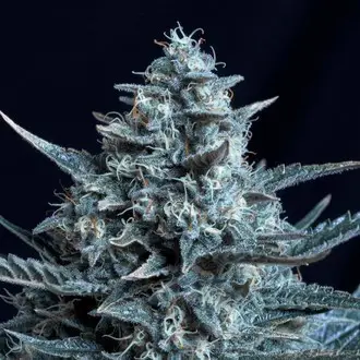 Blubonik feminized