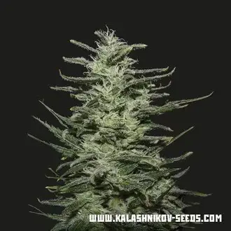 Amnesia Molotov
