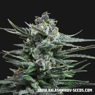 Acid Blue Auto feminized