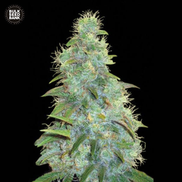 auto-sweet-tooth-image