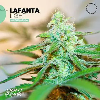 Lafanta Light Auto feminized