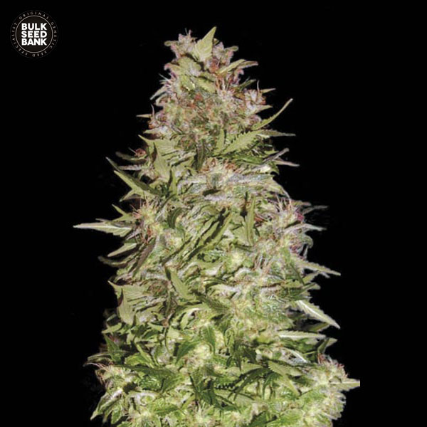 auto-white-prussian-image