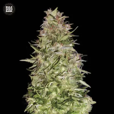 Auto White Prussian