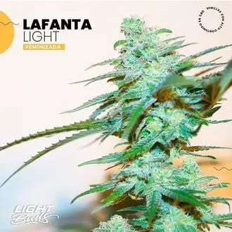 Lafanta Light feminized
