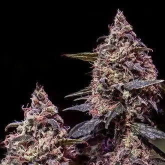Somango #47