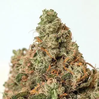 Supercheese feminized