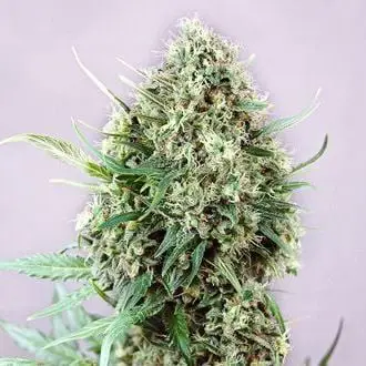 Jack Diesel feminized