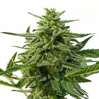 Northern Haze Auto feminized