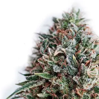 CBD+ Critical #47