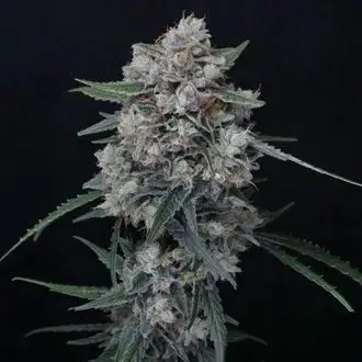 Whipped Runtz Auto
