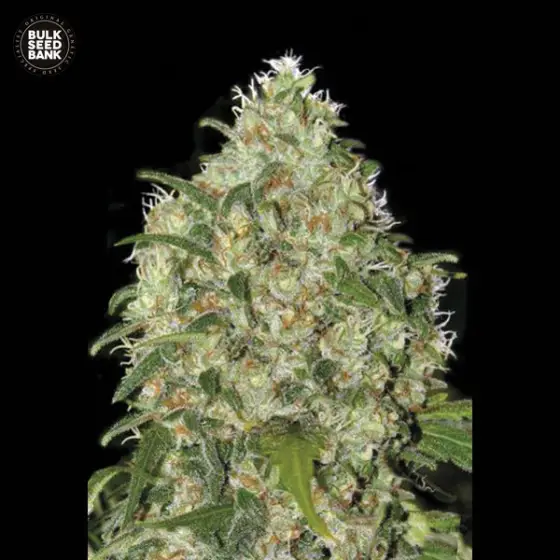Amnesia Platinum