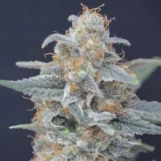 Honeyed Cream Dream