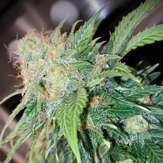 Clementine Dream Auto