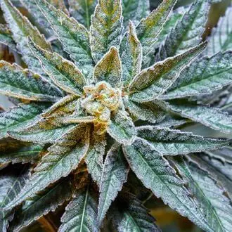 Gush Mints S1 feminized