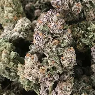 Dark GhostTrain feminized