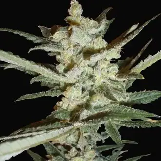Supersonic Cristal Storm Auto