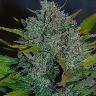 Ultraviolet Auto