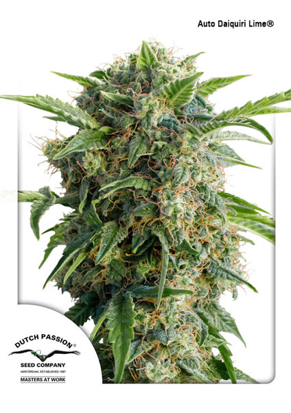 auto-daiquiri-lime-image