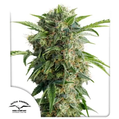 Auto Daiquiri Lime