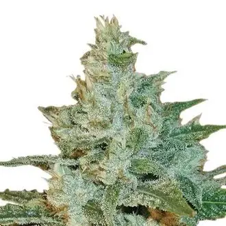 AK-47 feminized