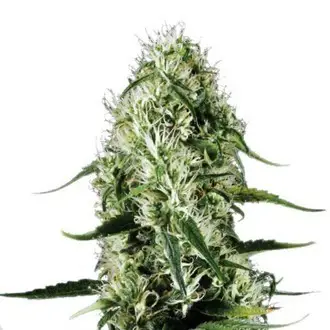 Super Silver Haze feminized