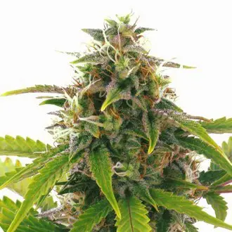 Sensation Haze Auto feminized