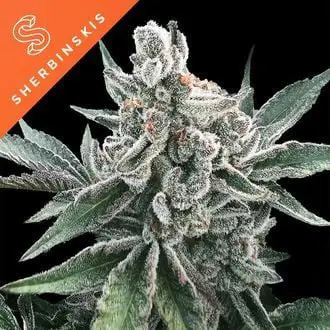 Polar Gelato Auto feminized