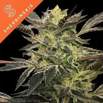 Pink Sunset Auto feminized