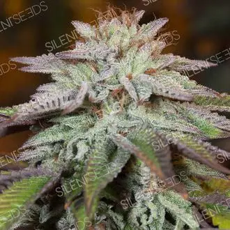 L.A. Vanilla Cake Auto