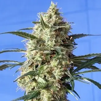 Snow White feminized