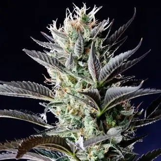 Dutch Blue Automatic