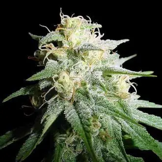 White Widow Automatic