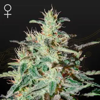 White Lemon