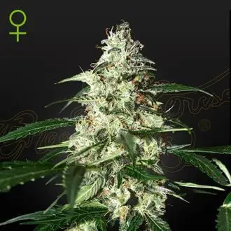 Skunk Auto