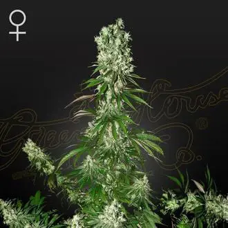 White Strawberry Skunk