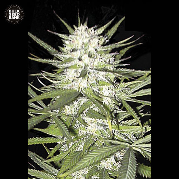 early-top-skunk-image