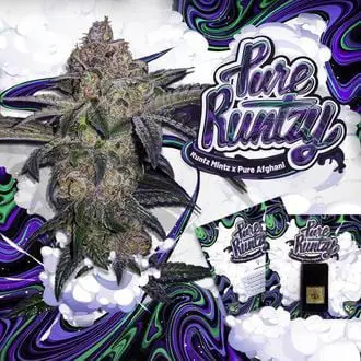 Pure Runtzy feminized