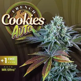 Auto French Cookies