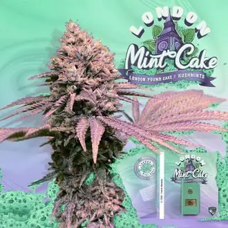 London Mint Cake feminized