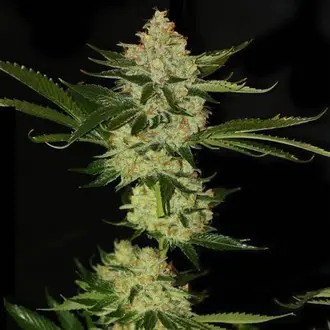 UnderDawg OG feminized