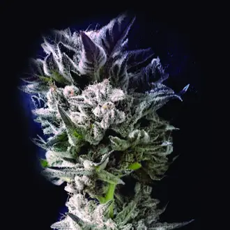 Petro $ OG Feminized