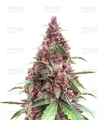 Keepers OG Autoflower