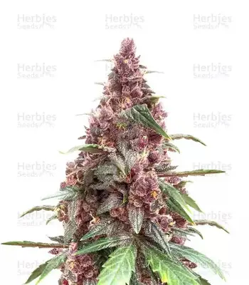 Keepers OG Autoflower