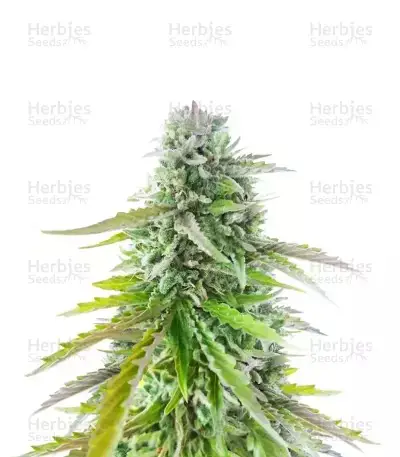 Florida Sunrise Autoflower