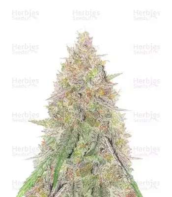 Sangria Poison Autoflower