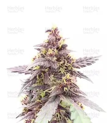 Purple Lemonade Poison Autoflower