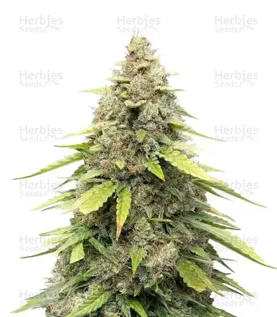 Sour Kush Auto